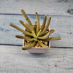 Senecio Scaposus (Крестовник)