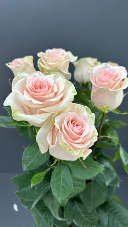 15 роз в ленте