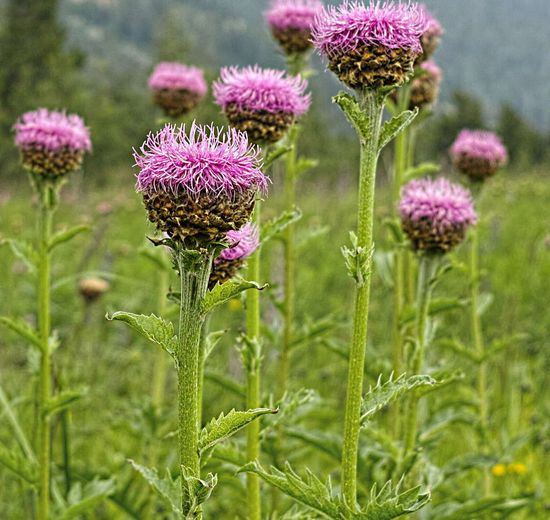 Левзея (маралий корень)