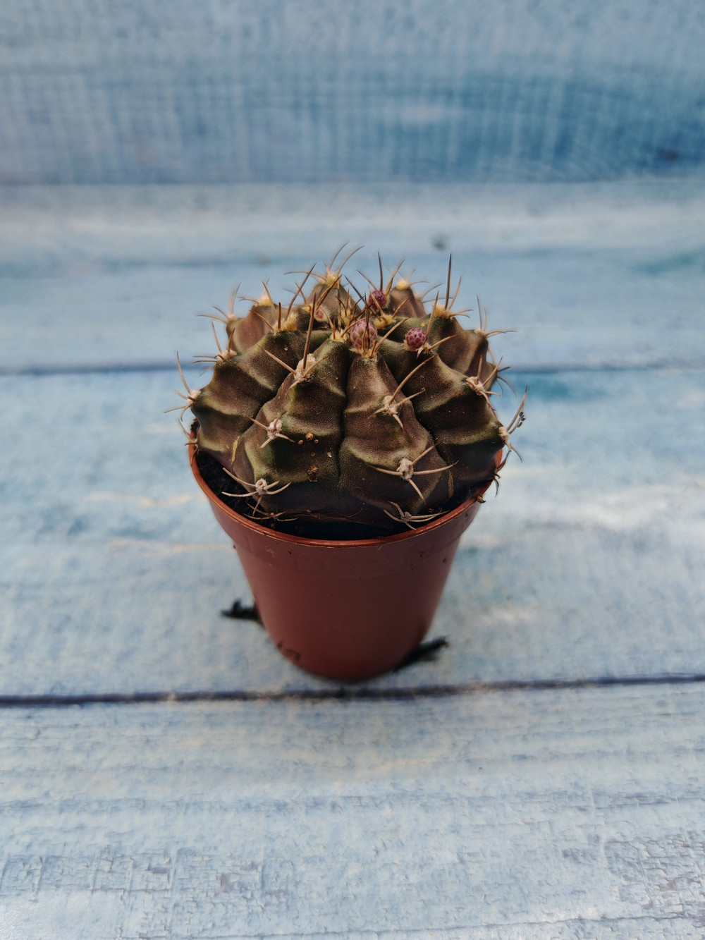 Gymnocalycium Friedrichii (Гимнокалициум)