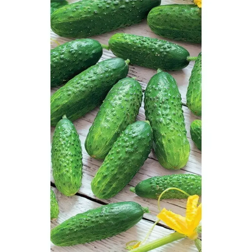 Семена Огурец Засолочный (Марс) Б/П