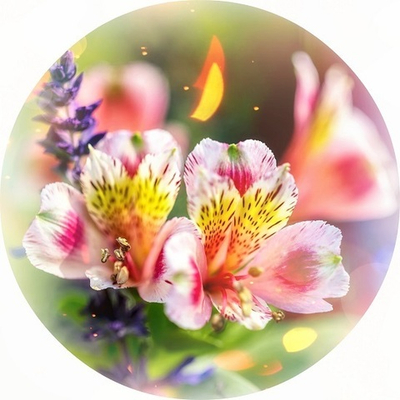 Вебинар-Интенсив 
"Эмоциональная Алхимия". Часть 2