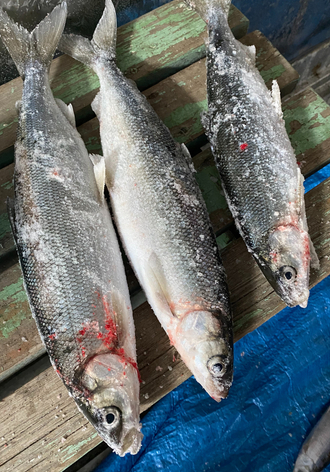 Свежемороженая