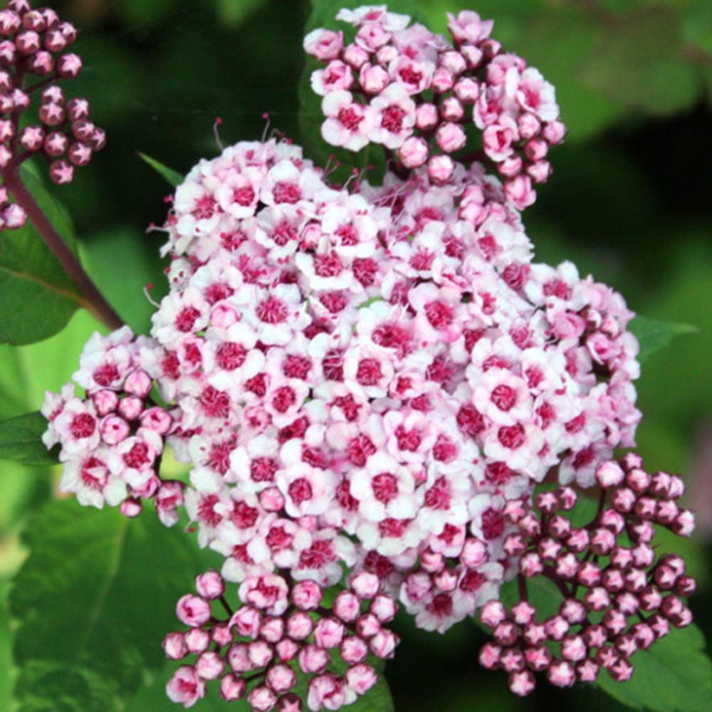 Спирея японская Спарклинг Шампань С2 15-20