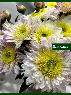 Зимостойкая хризантема "Ирэн" /сентябрь/ЗКС/
