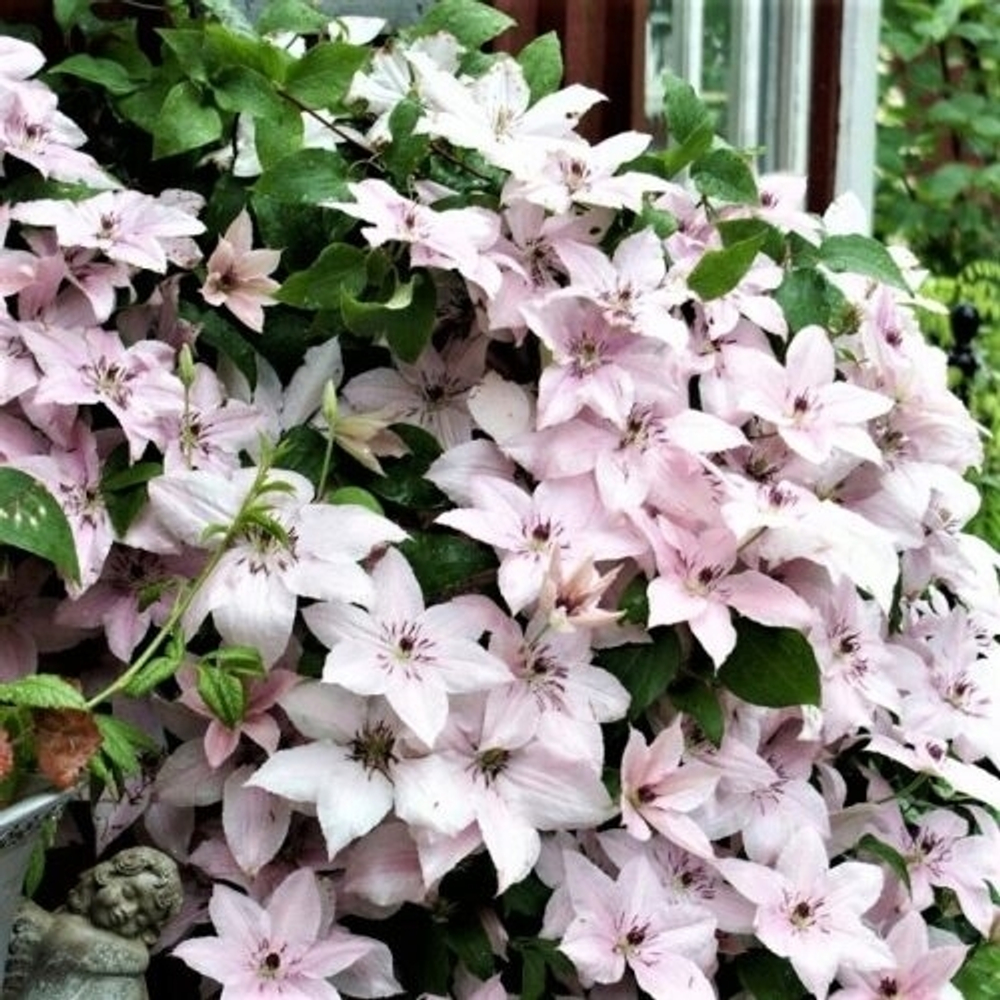 Клематис Pink Fantasy (3 группа обрезки )
