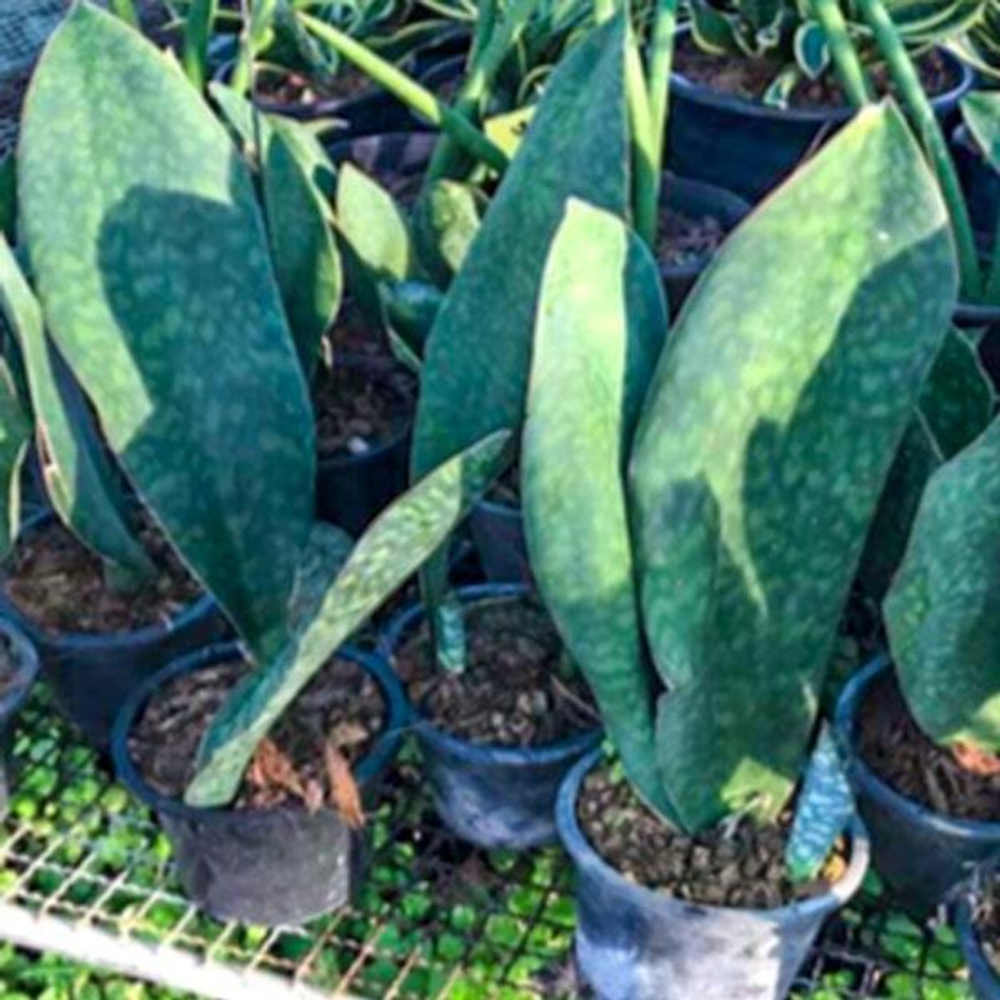 Сансевиерия MASONIANA WHALE FIN GREEN