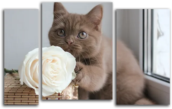 Модульная картина "Котенок с розой"