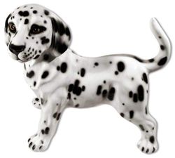 Boxer Далматин