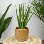 Сансевиерия Цилиндрика Спагетти 10/30