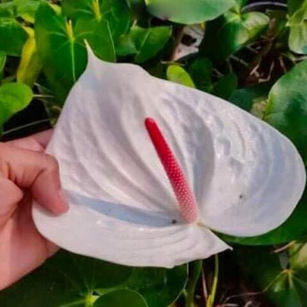 Антуриум Андрэ WHITE WAT YAN р. МИНИ