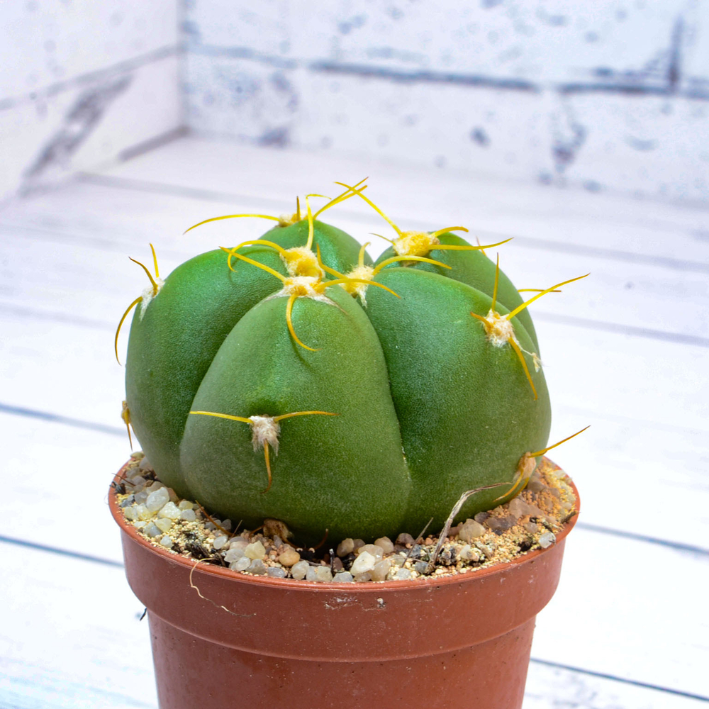 Gymnocalycium Horstii (Гимнокалициум)