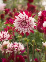 Георгин декоративный Ребеккаc Ворлд