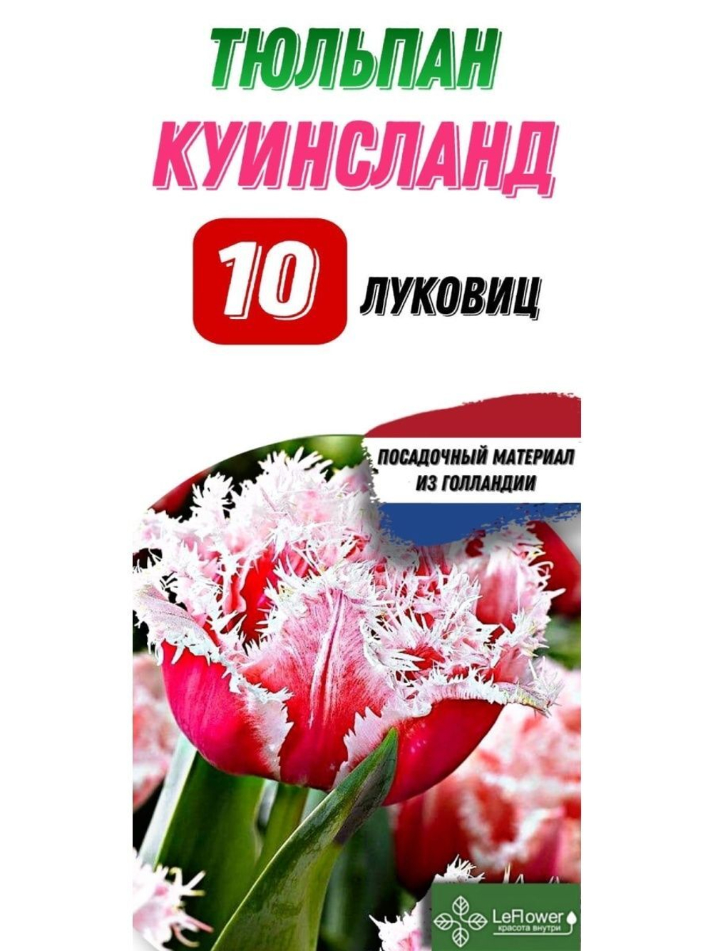 Тюльпан Луковица, Куинслэнд, 10шт