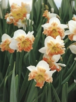 Нарцисс Разрезнокорончатый Мали