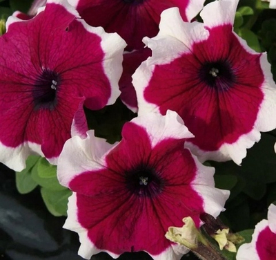 Петуния ЛИМБО GP БУРГУНДИ ПИКОТИ