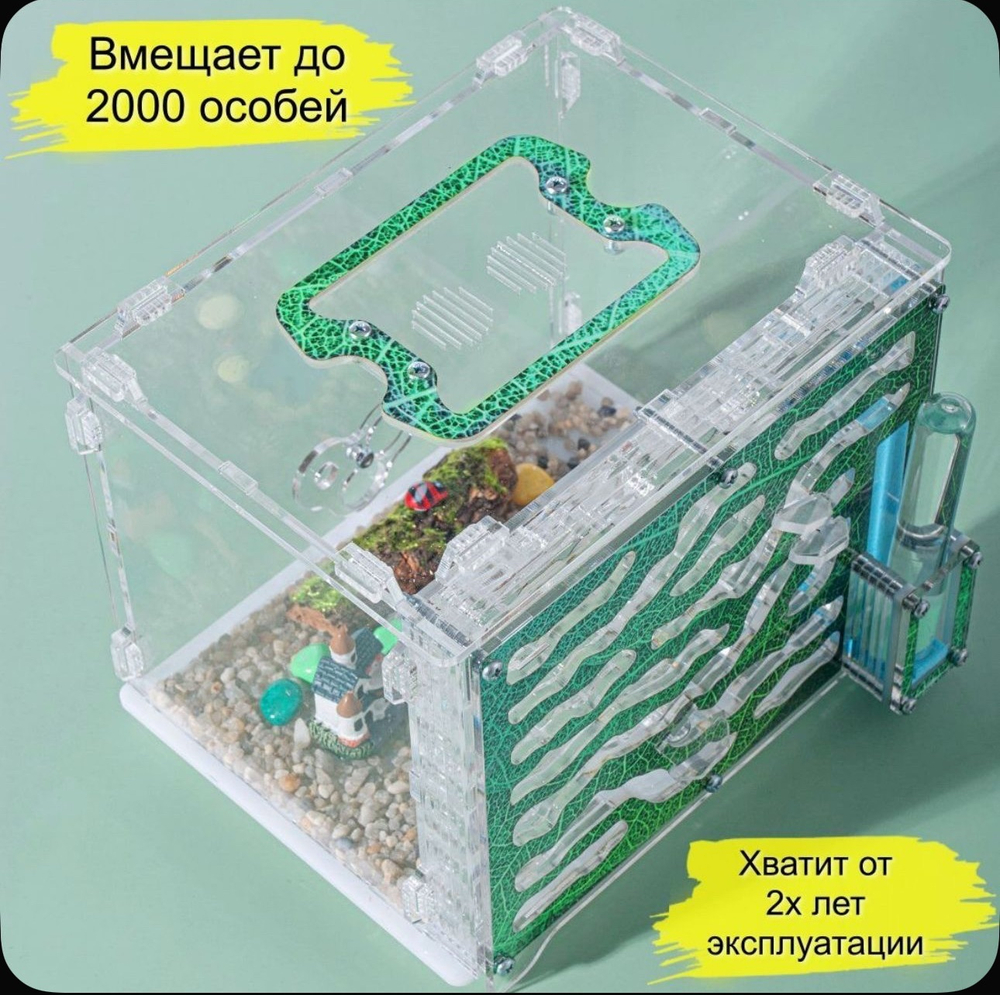 Большой Формикарий «Джунгли» с муравьями в подарок