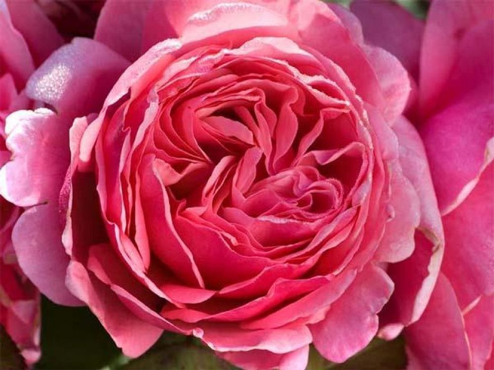 Антон Чехов (Anton Tchekhov)