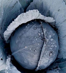 Претино F1 семена капусты краснокочанной (Takii / Таки)