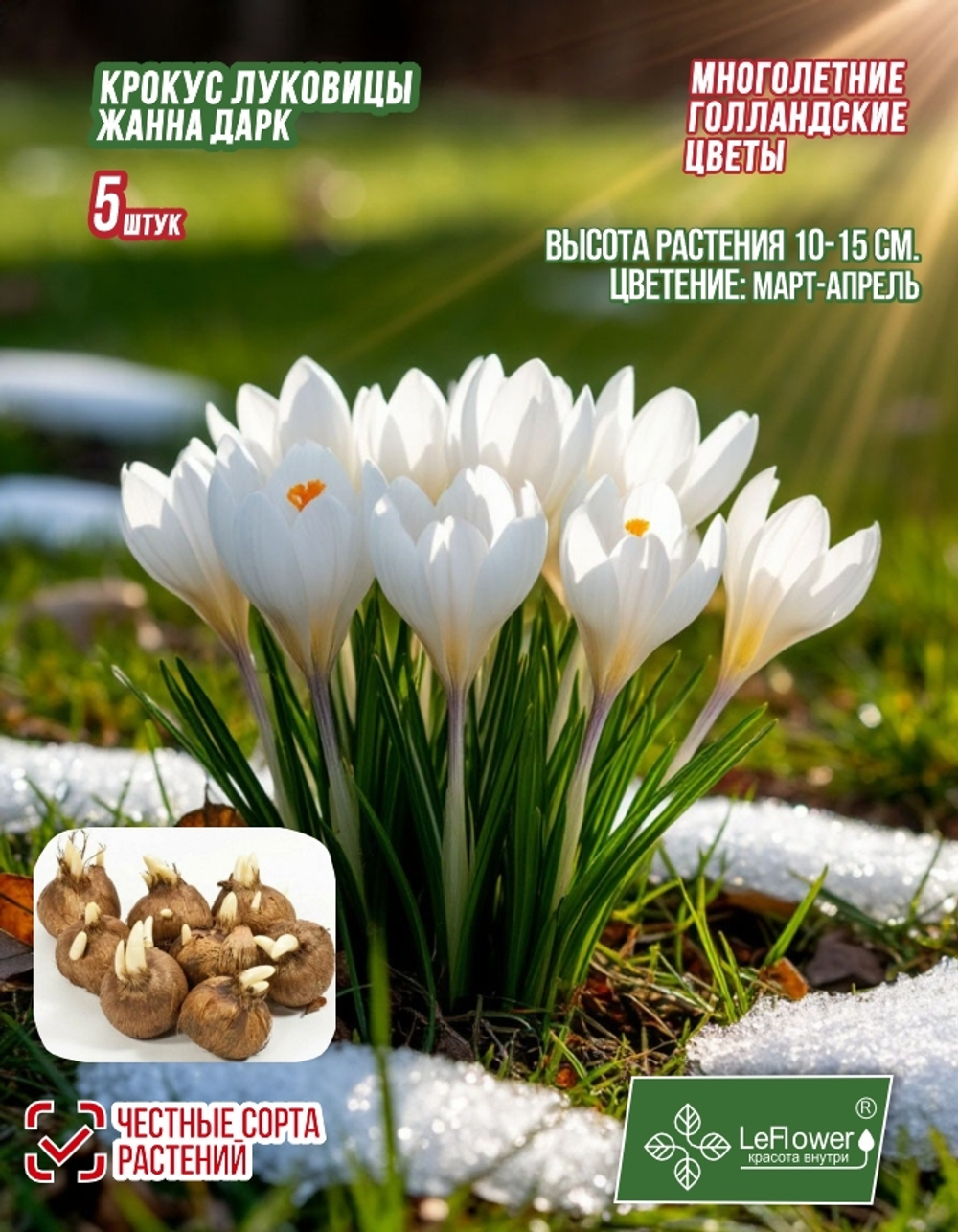 Крокус Луковица цветов, Жанна Дарк, 5 шт