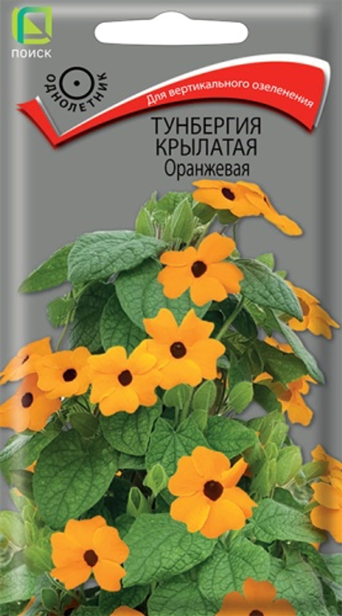 Тунбергия крылатая оранжевая