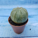 Euphorbia Obesa (Эуфорбия)