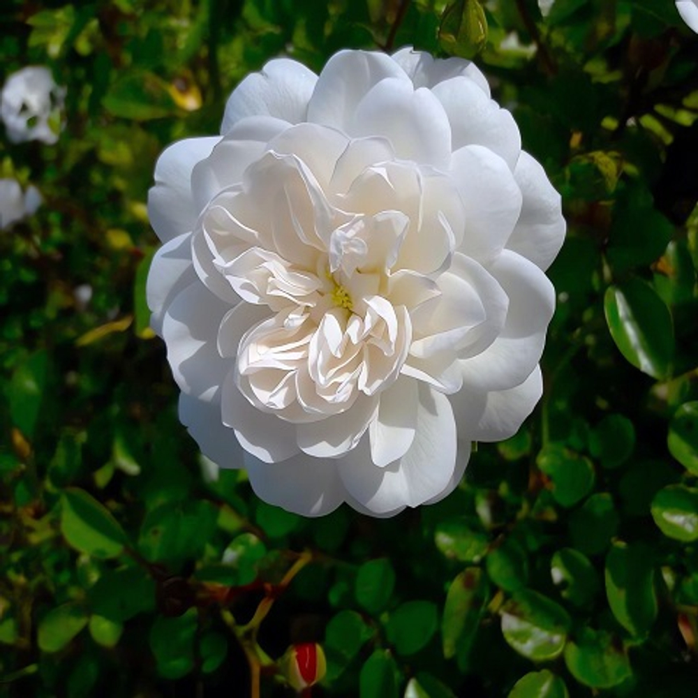 Роза парковая Fis Klaym