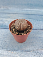 Euphoria Obesa (Эуфорбия)