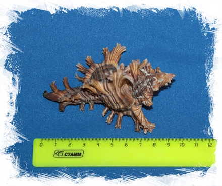 Мурекс Ветка Розы (Chicoreus palmarosae)