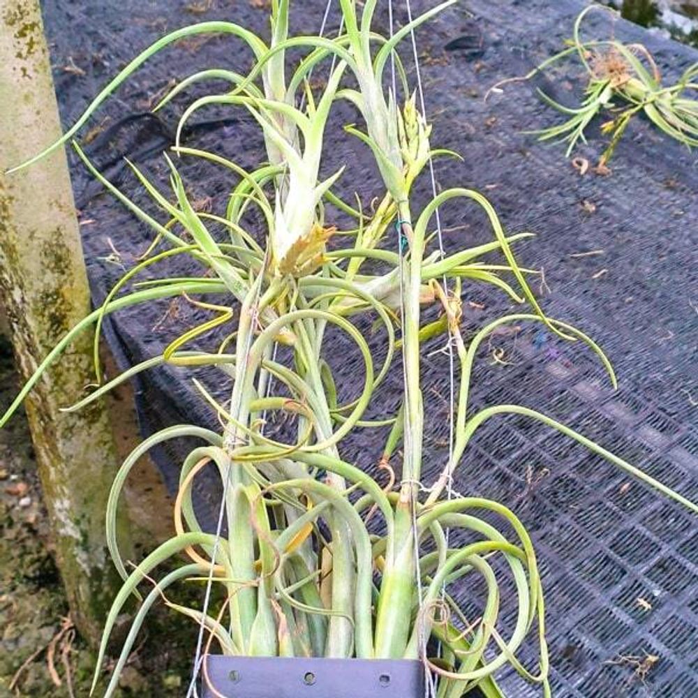 Тилландсия intermedia CLUMP