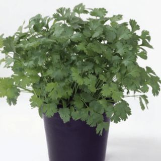 Кориандр Марино 25 000 (семян)