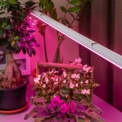 Светильник для растений, фитолампа светодиодная линейная ЭРА FITO-16W-Т5-N красно-синего спектра 16 Вт Т5 | 
