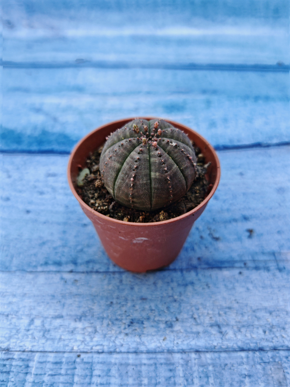 Euphorbia Obesa (Эуфорбия)