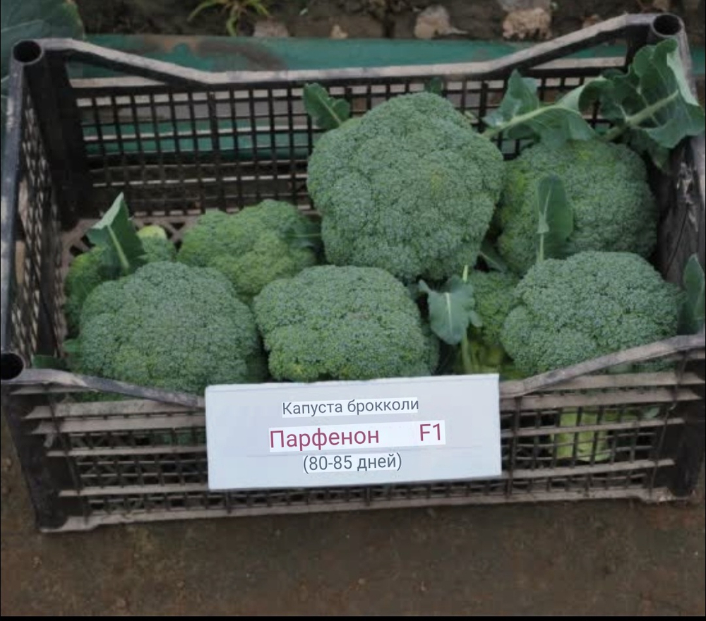 Брокколи Партенон F1 - Parthenon F1 1000 семян
