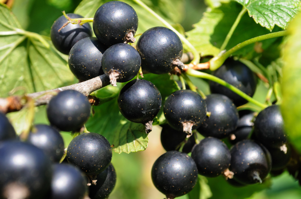 Саженец Смородины черной «Рита» (Десертный вкус, Крупноплодная, Устойчивая)