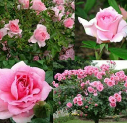 Роза канадская Ламберт Клосс С4 Закупка М43 июнь 2026