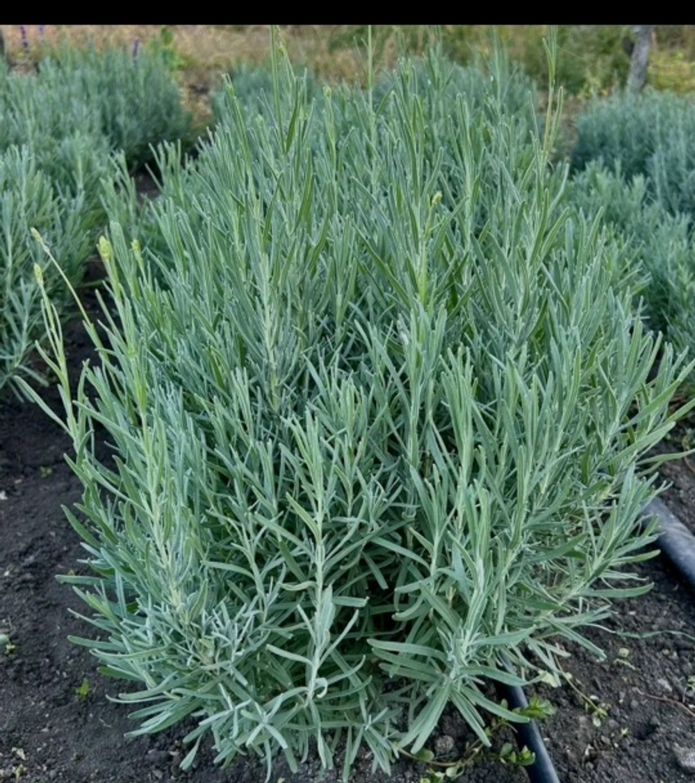 Лаванда Хит Кот