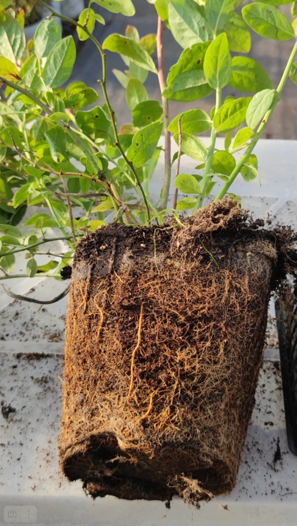 Голубика Нордкантри