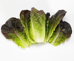 Мунред семена салата ромэн (Enza Zaden / Энза Заден)