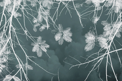 Коллекция VETVE