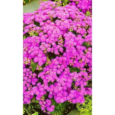 Семена Агератум (долгоцветка) Розовые грёзы 0,1гр (УД) Е/П