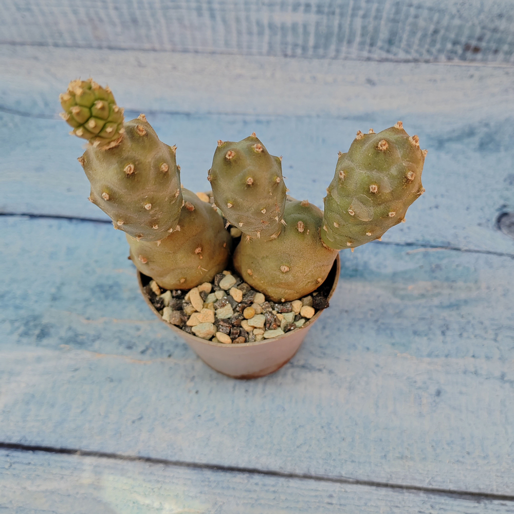 Tephrocactus Articulatus (Тефрокактус)