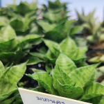 Сансевиерия MAHA NAKHON