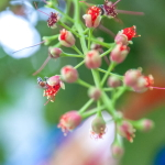 Баррингтония остроконечная – Barringtonia acutangula