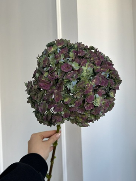 Гортензия в темном оттенке