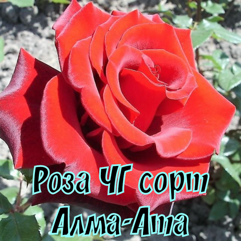 Роза чайно-гибридная Алма-Ата