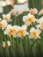 Нарцисс Разрезнокорончатый Мали