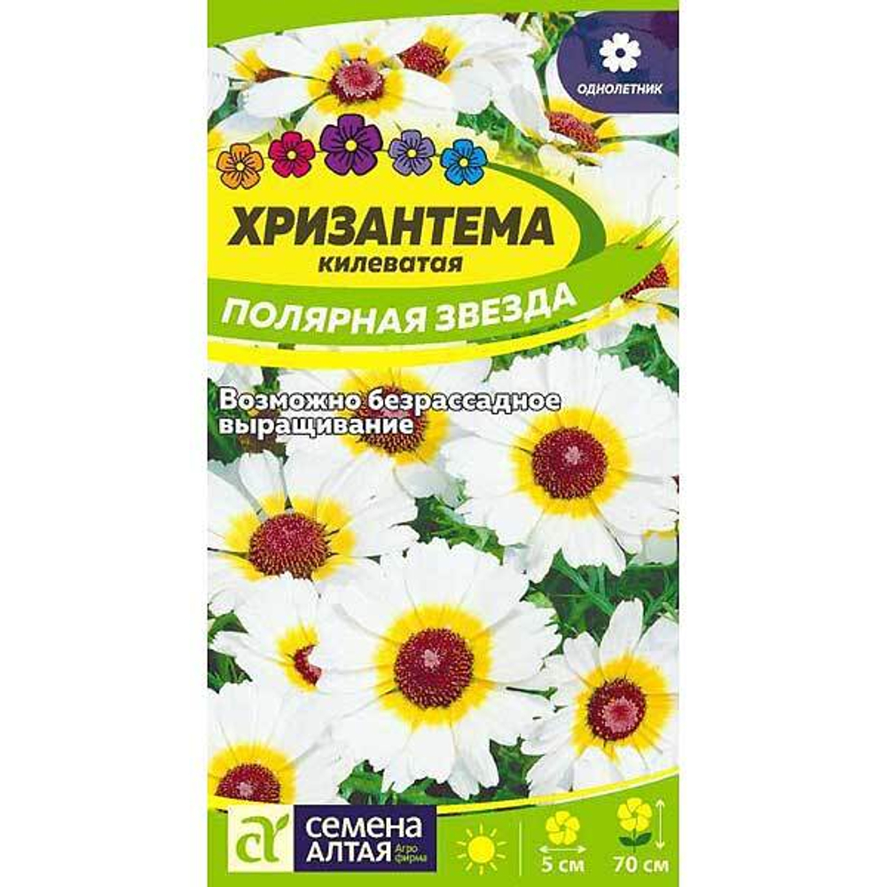 Хризантема Полярная звезда СемАлт Ц