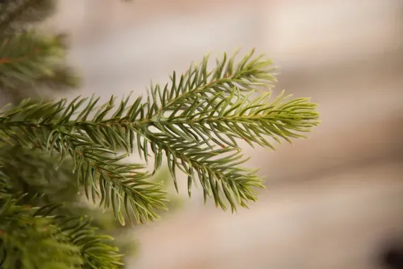 Елка Уэльская 155 см., литая хвоя+пвх, Triumph Tree (73554)