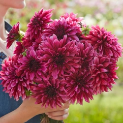 Георгин Tanita (корень) Закупка М55 апрель 2026